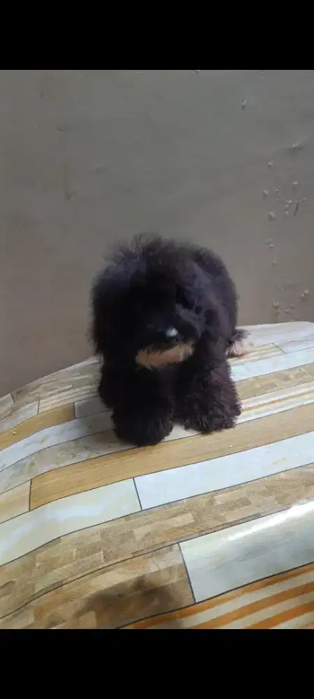 Anjing Poodle hitam