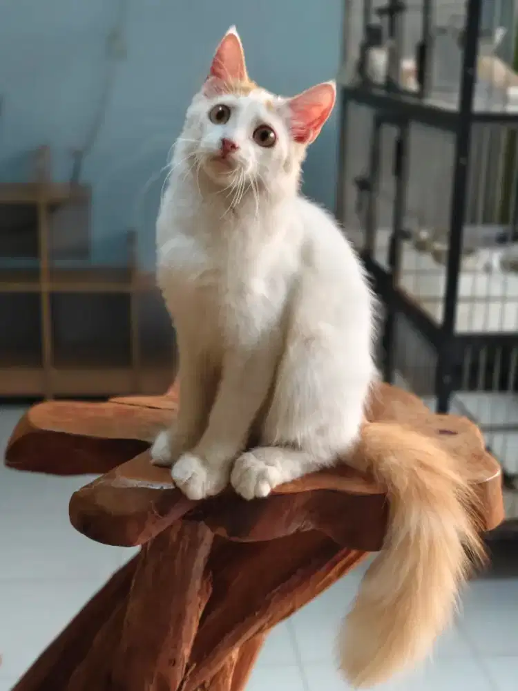 Adopsi Kucing Persia