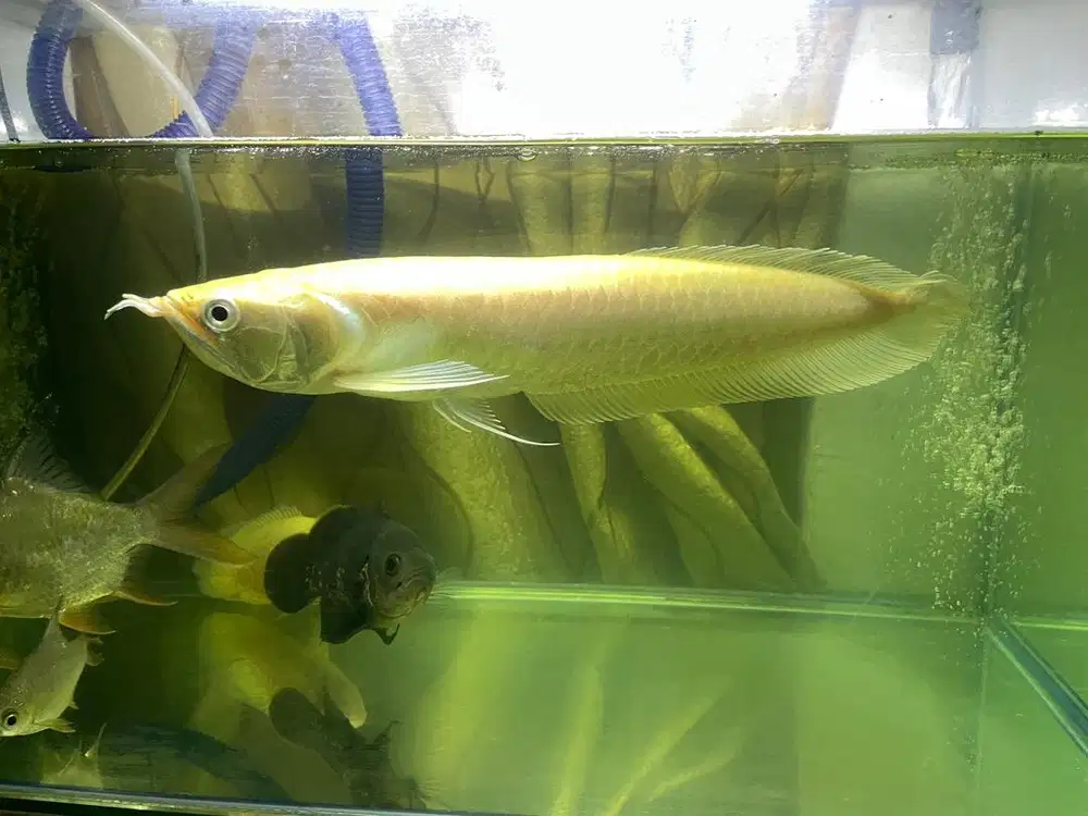 Ikan Arwana Silver Albino Size 35 cm
