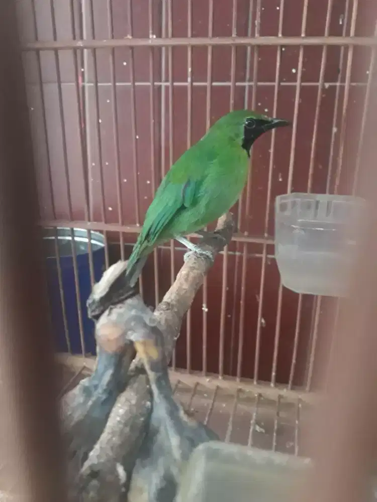 IJM mini dah rajin bunyi