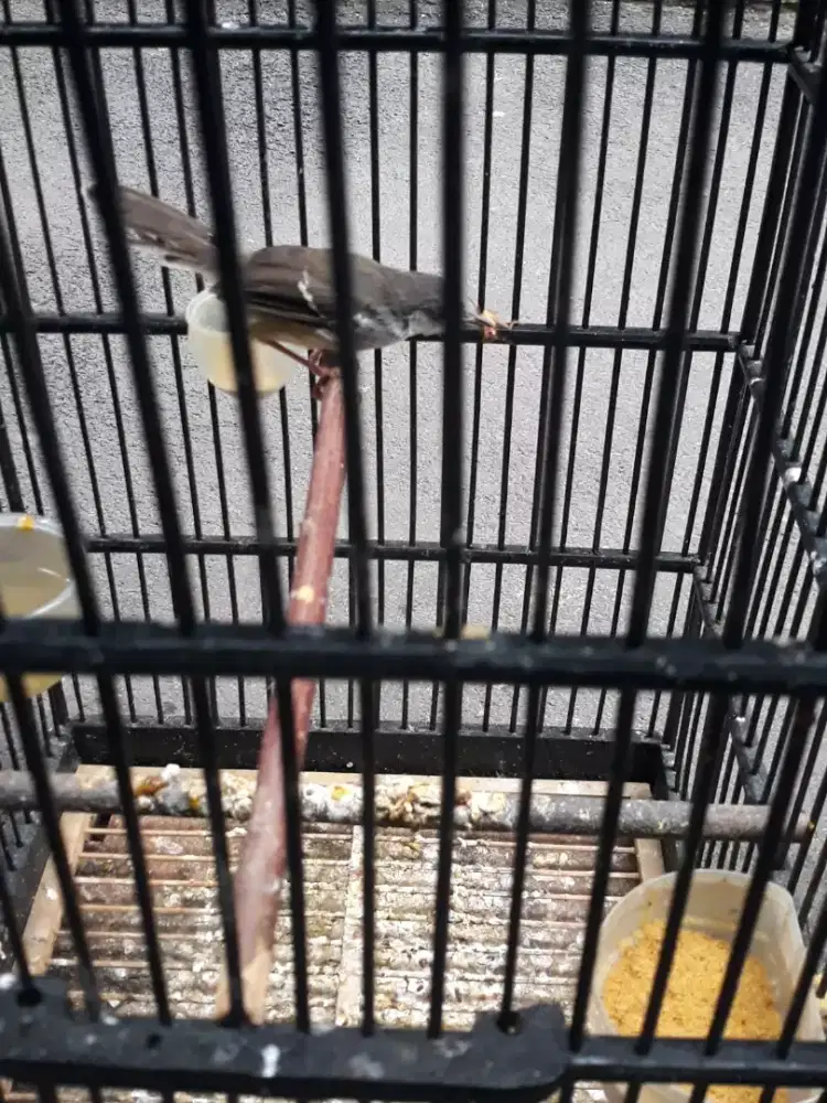 Ciblek semi dah rajin bunyi