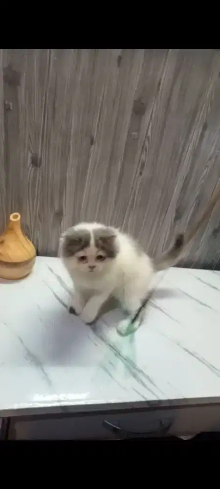 Kitten, Persi long peak mix bsh