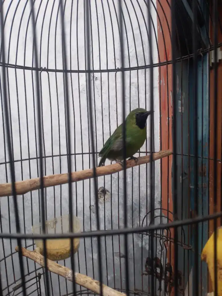 burung trucukan fullset lagi dekor