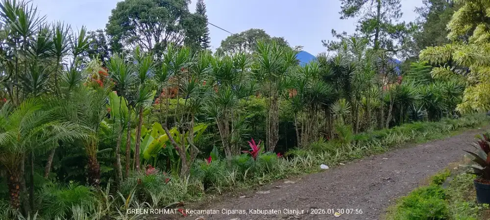 JUAL TANAMAN HIAS -harga proyek