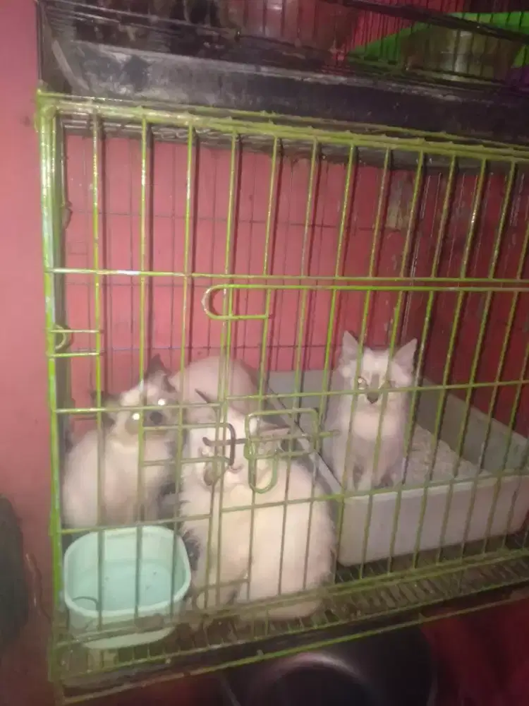 Silahkan yang mau pelihara gratis