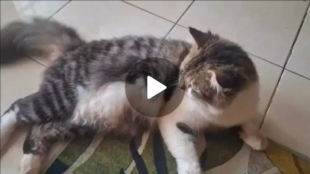 Kucing Persia jantan