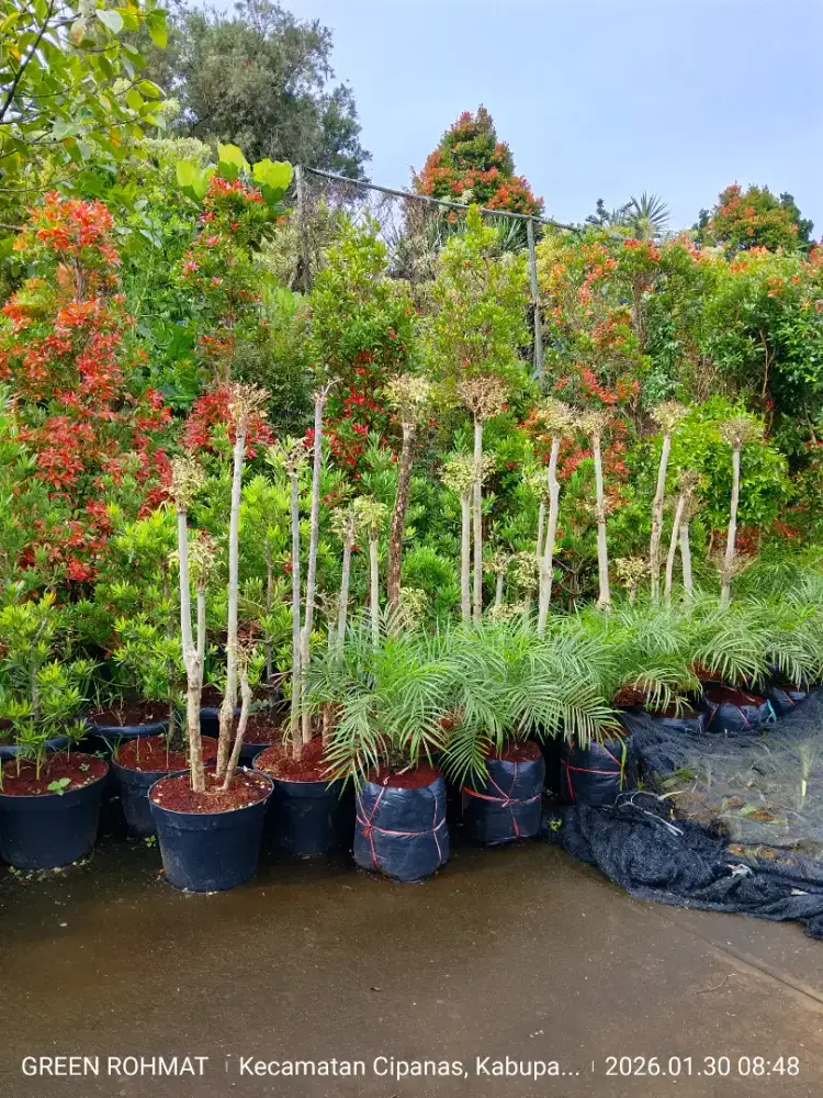 Jual Tanaman Kebutuhan Proyek