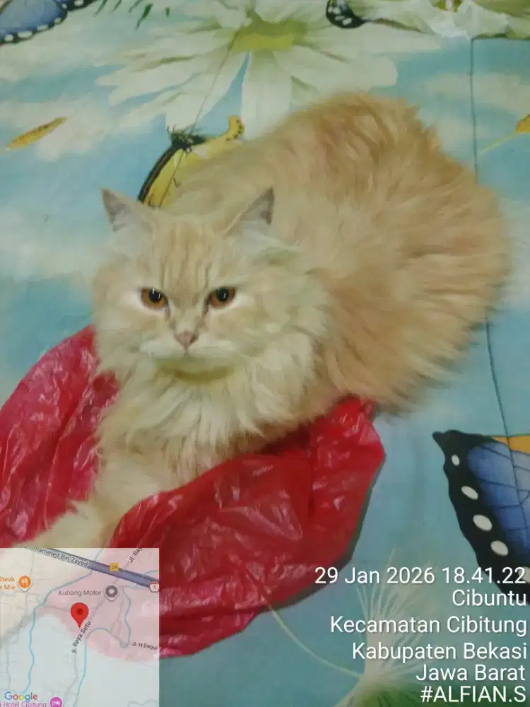 kucing persia medium