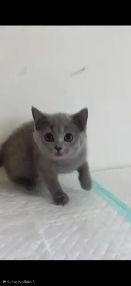 Kitten British Shorthair/BSH