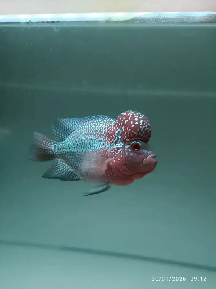 Louhan Jenong Super Red Dragon