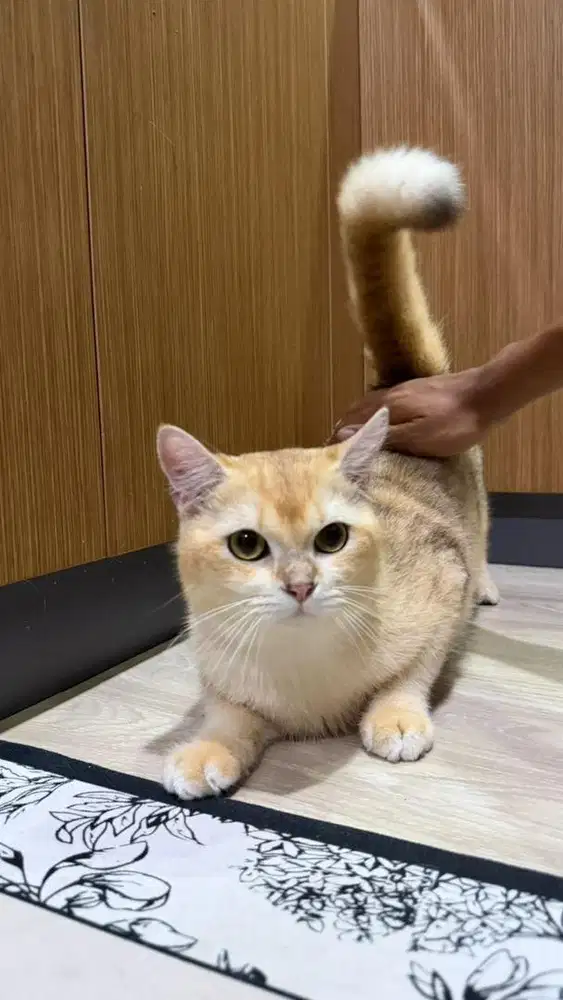Lepas Adopt BSH Golden