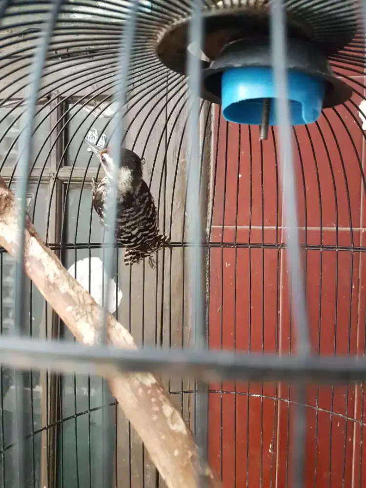 Platuk bawang pur total