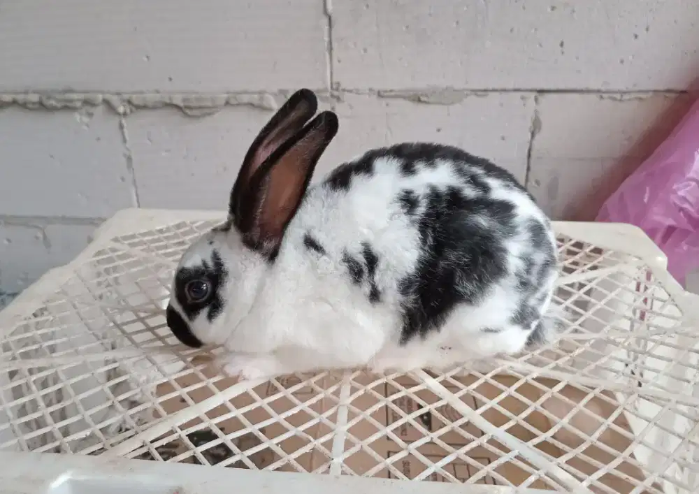 Kelinci rex lepas sapih