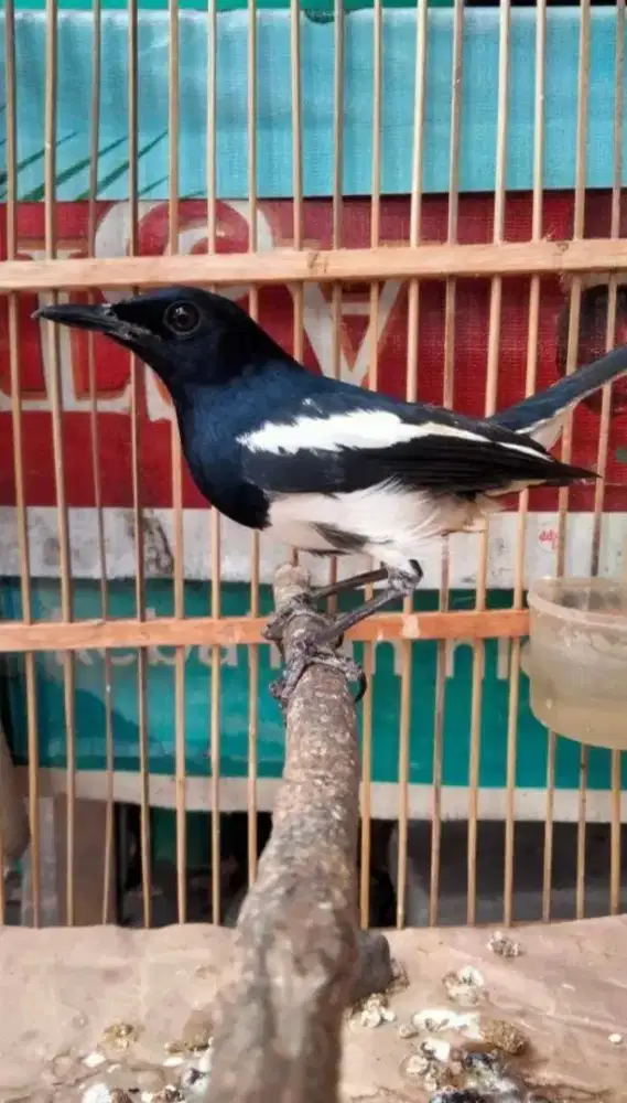 Kacer Dada Putih Jantan ORI Jawa Barat Badan Gede Panjang Prospekan