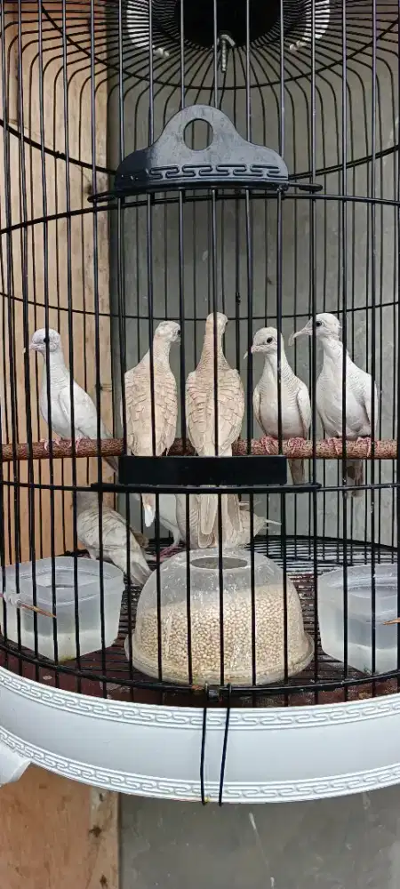 Segala Jenis Perkutut Ada