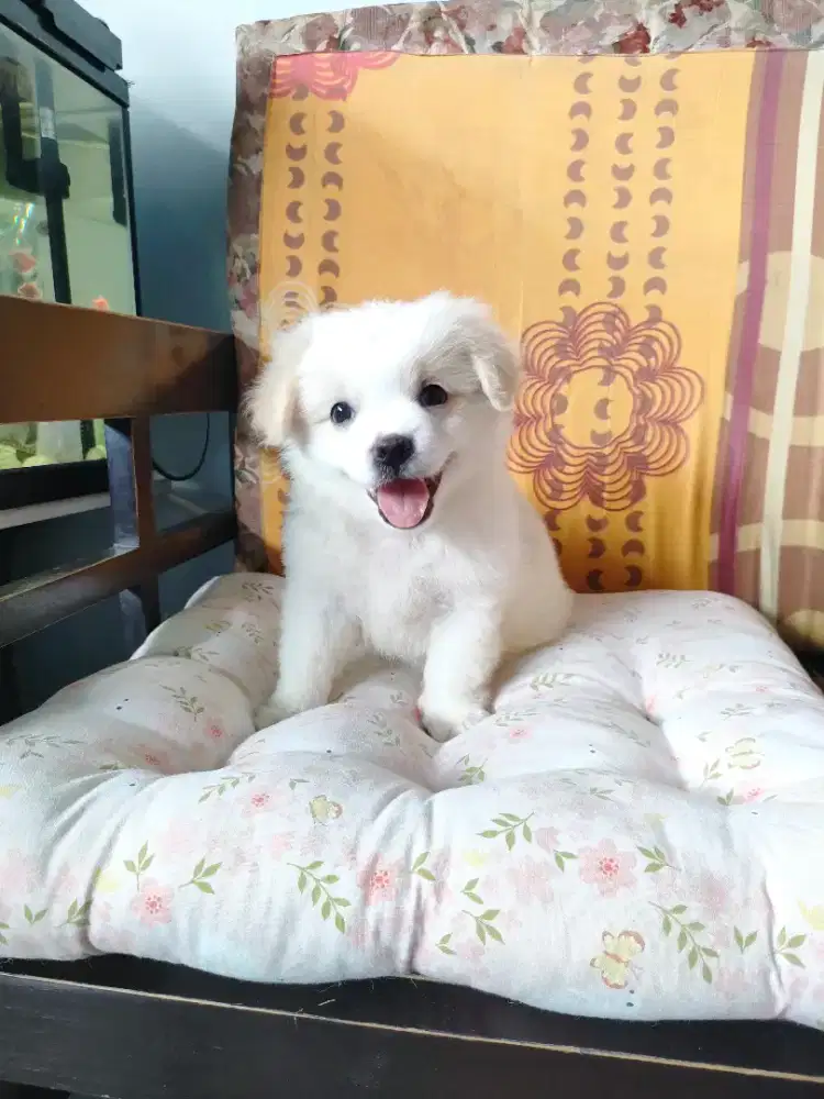 Puppy Shih Tzu mix pom