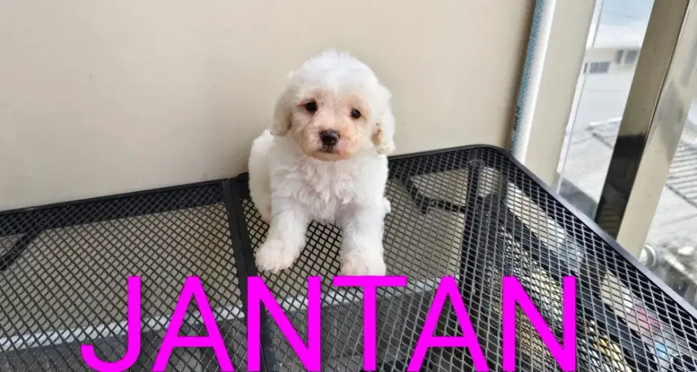 Dijual white poodle jantan