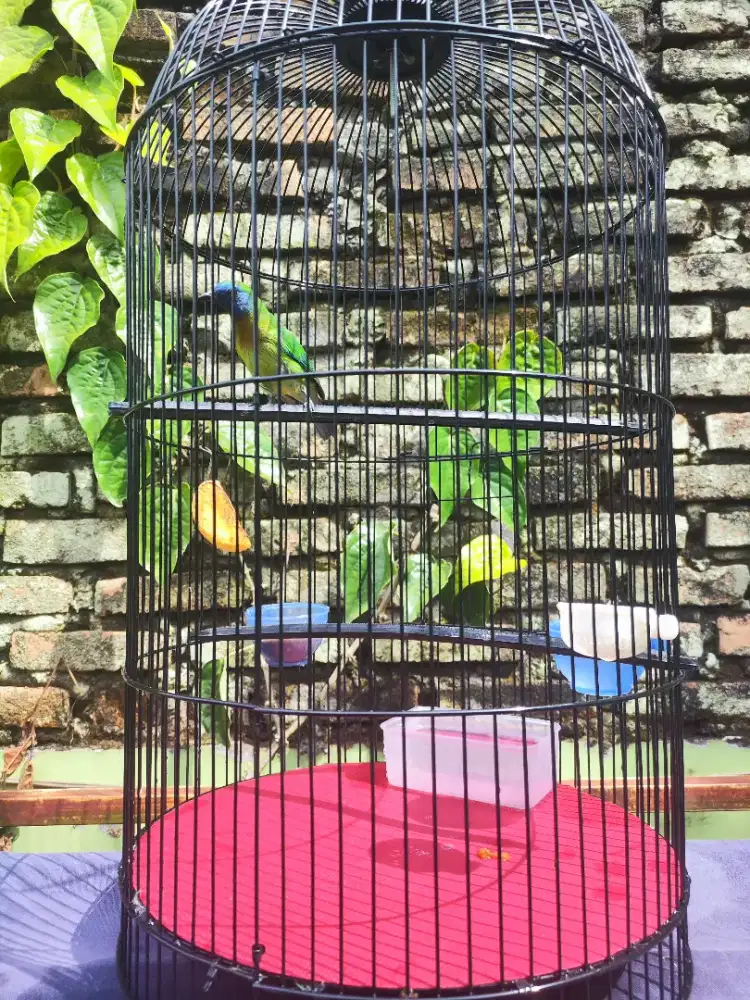 Burung Khinoy Fullset