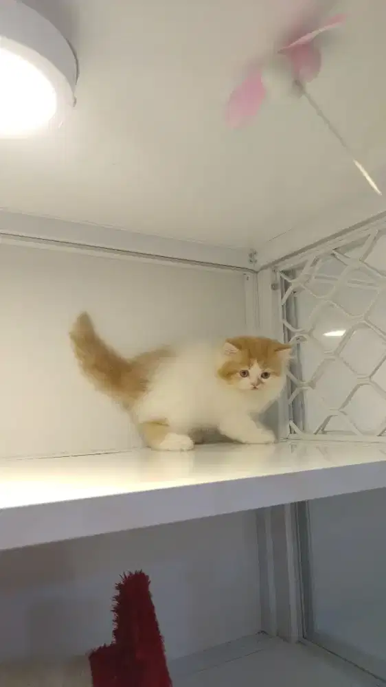 Kucing kitten ras persia longhair betina