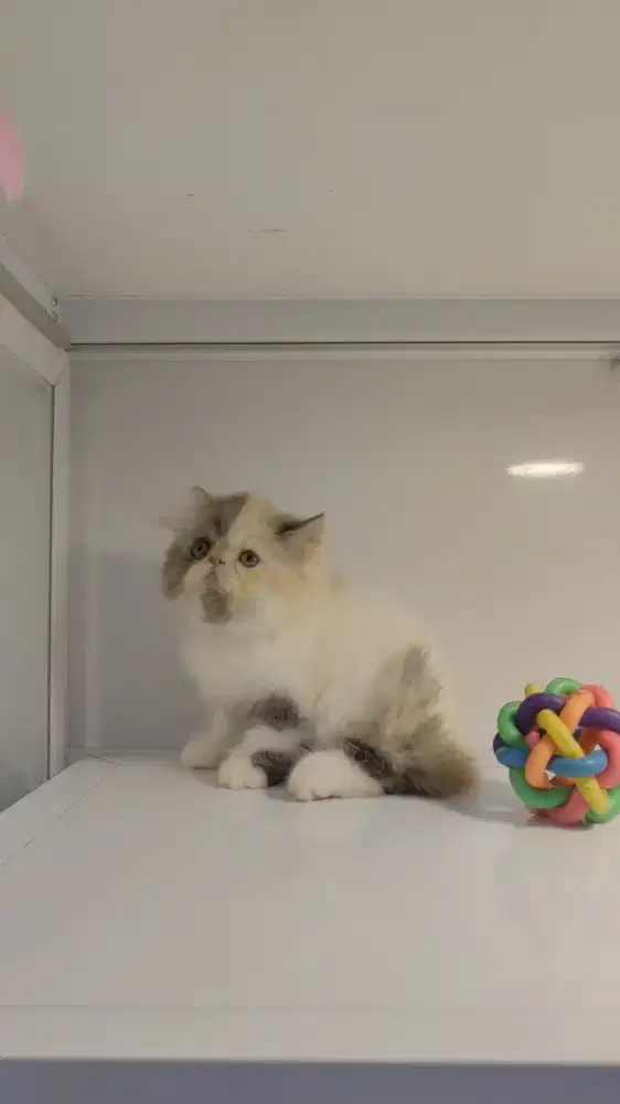 Kucing kitten peaknose longhair betina calico