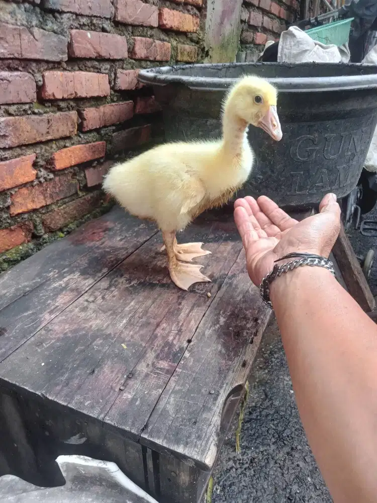 Anak soang/Angsa lucu imut