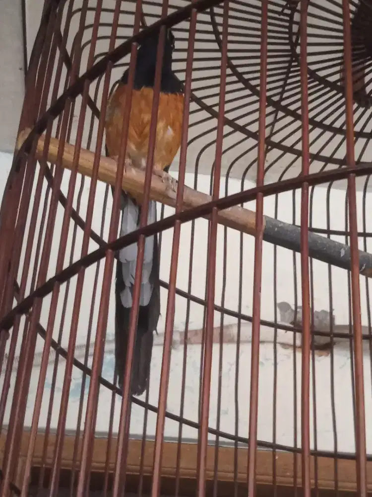 Murai rajin ekor panjang