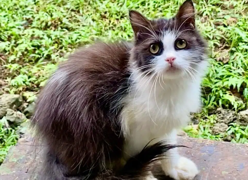 Kucing mix ragdoll jantan dan mix bsh jantan