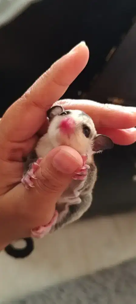 Sugar glider joey