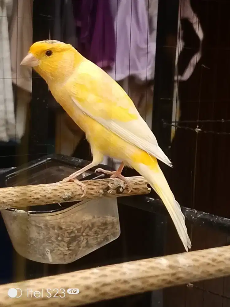 F1 larquet gacor dor