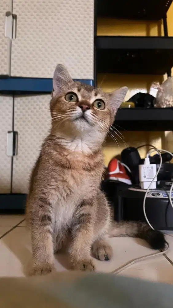 Bsh golden mix munckhin  ns