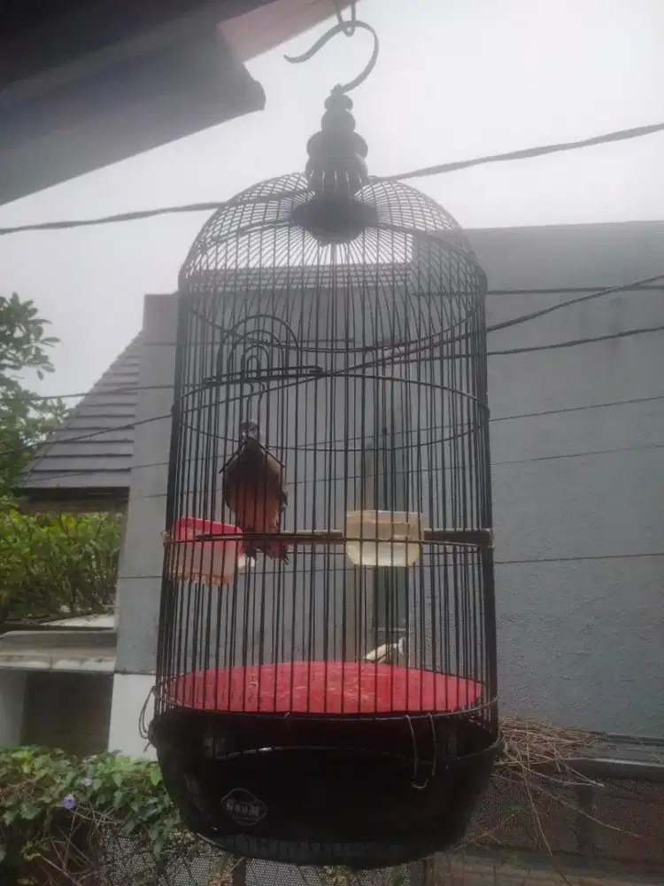 Burung tekukur anakan murah