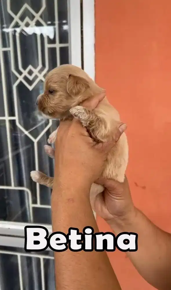 Pupies Poddle mix Shih Tzu