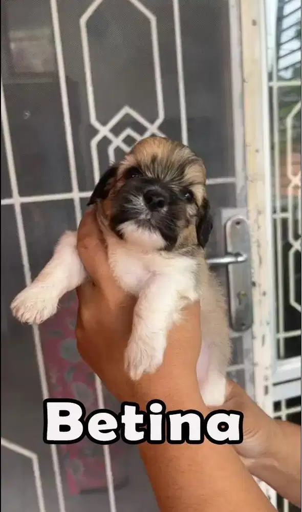 Pupies Poddle mix Shih Tzu