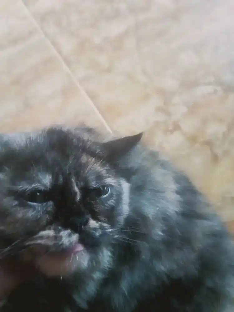 Kitten persis flatnise