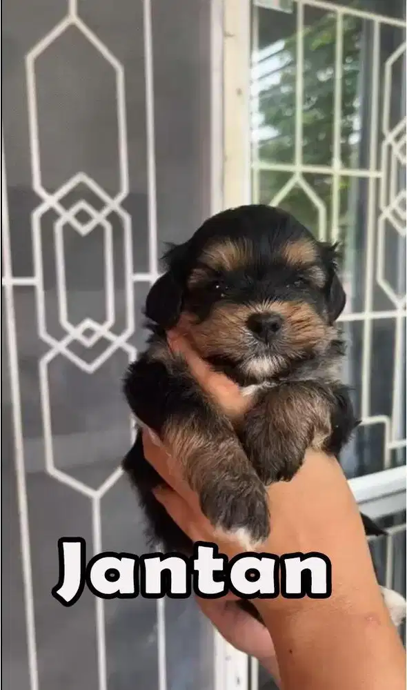 Pupies Poddle mix Shih Tzu