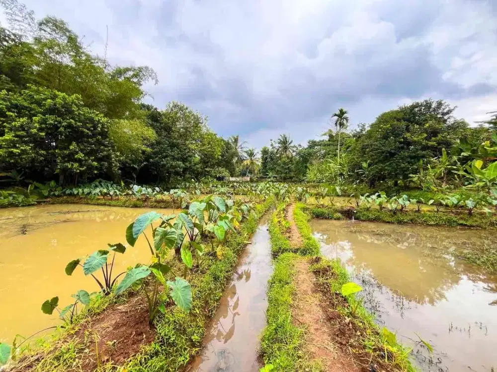 TANAH EMPANG MURAH DI DESA CANDALI KEMANG BOGOR DEKAT JALAN UTAMA