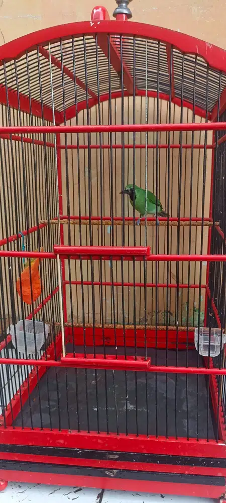 CI body lumayan gede