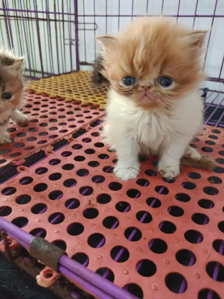 Jantan peaknose extrem