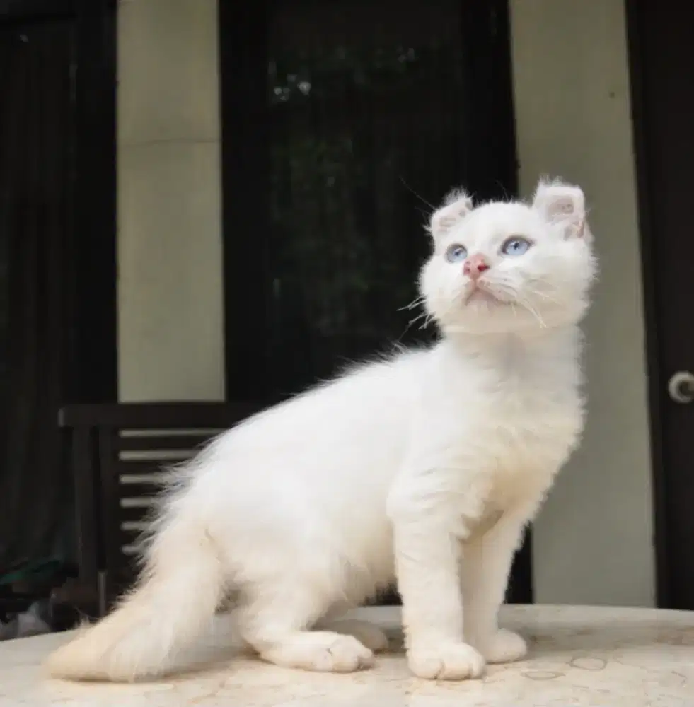 American curl white jantan