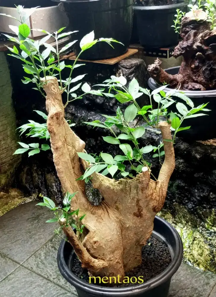 Bonsai taman mentaos