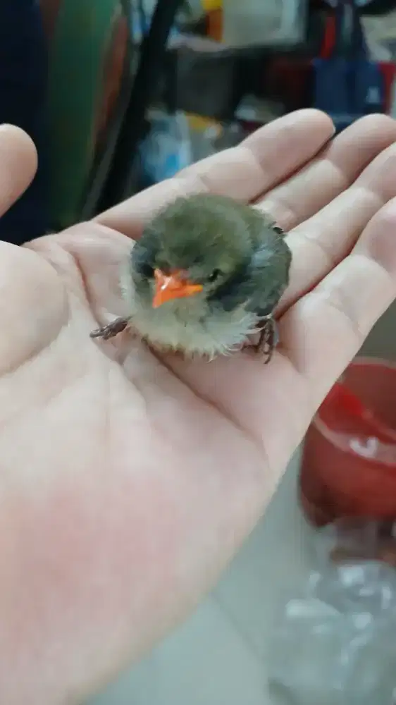 Burung Mini Lucu