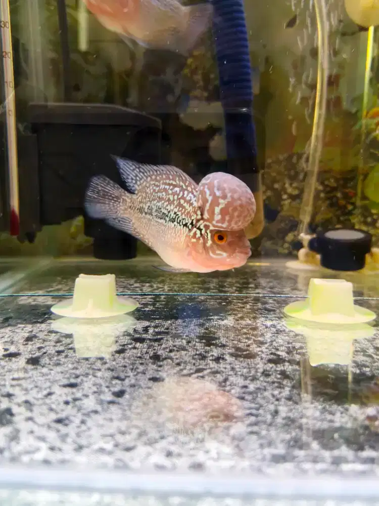 Ikan Louhan SRD Bonsai Short Body Boomhead (Ukrn 3 Jari)