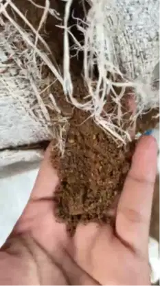 Bungkil Sawit Grade A: Rahasia Ternak Cepat Gemuk, Biaya Pakan Irit!