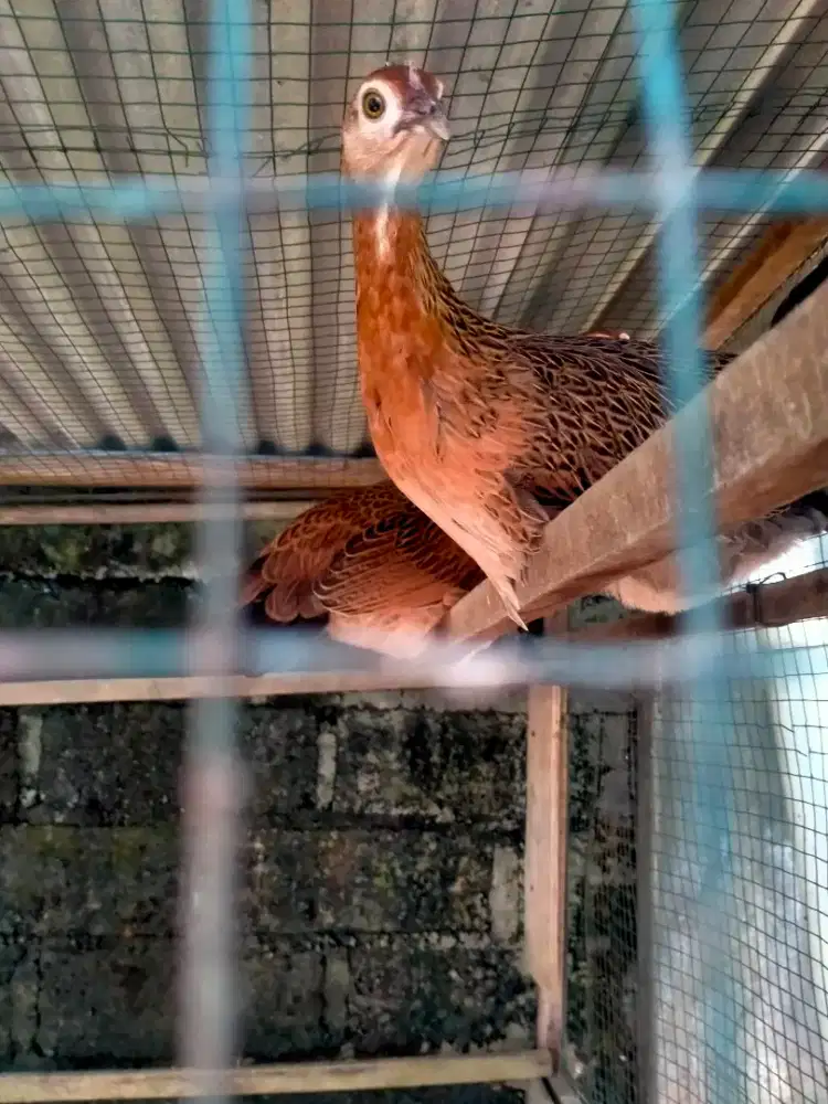 Bekisar betina siap ternak