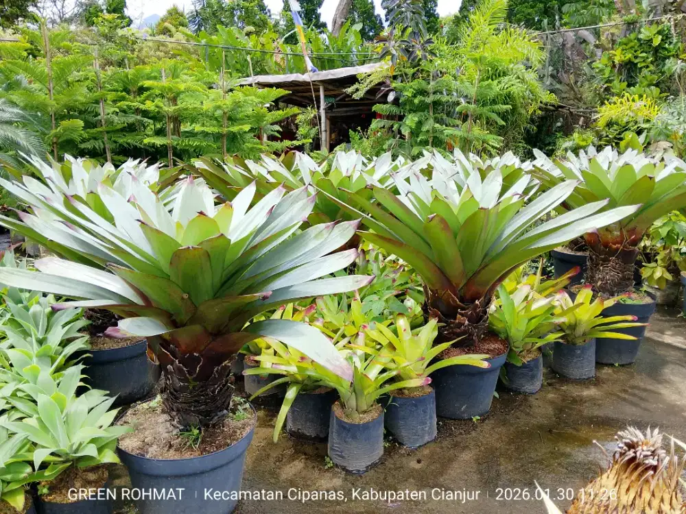 Jual Tanaman Termurah