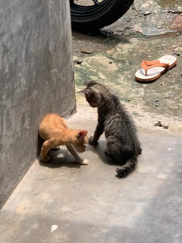 Adopsi kucing ini semua
