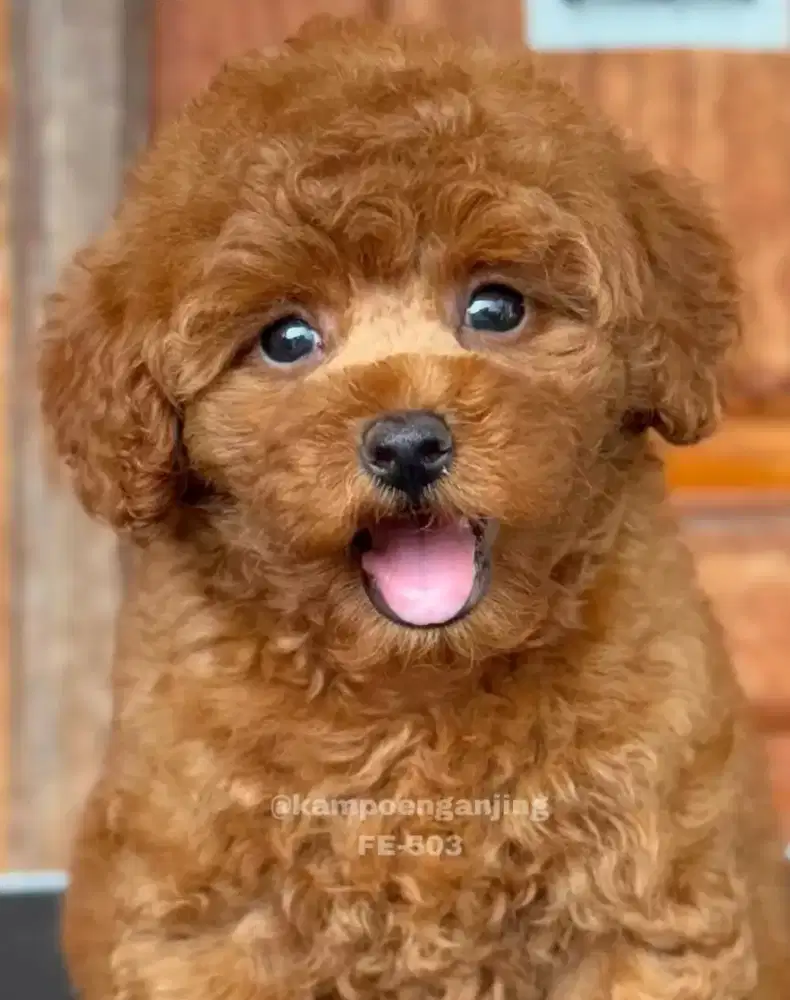 Adopsi anjing poodle