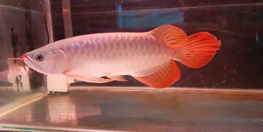 Arwana super red 30cm