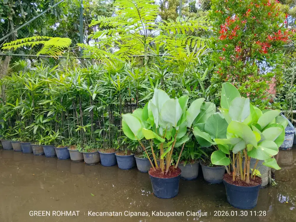 Jual Tanaman Termurah