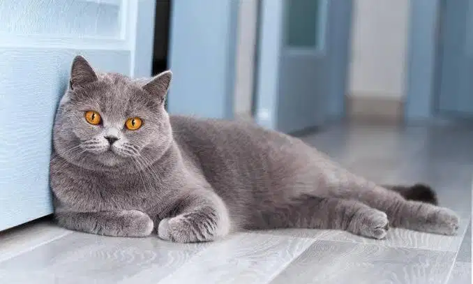 KUCING BRITISH SHORTHAIR JANTAN LINE PED IMPORT